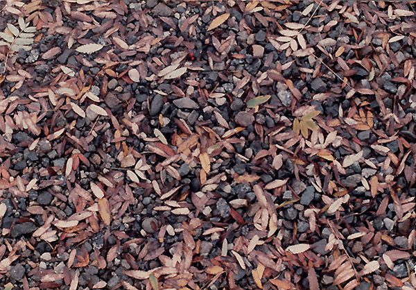 Gravel and leaves in Juneau