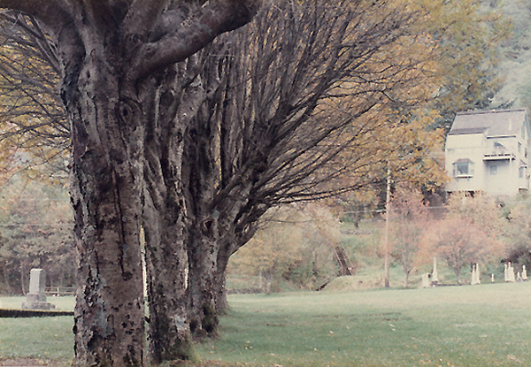 Graveyard trees, Juneau