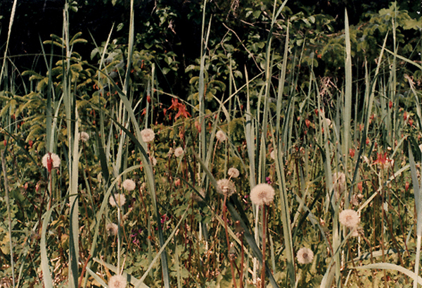 Wildflowers, Juneau, Alaska
